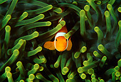FSH 01 JM0025 01
False Clown Anemonefish
Indonesia