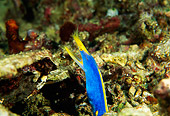 FSH 01 JM0026 01
Female Ribbon Eel
Indonesia