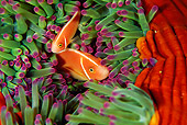 FSH 01 JM0027 01
Pink Anemonefish 
Indonesia