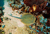 FSH 01 JM0028 01
Bluespotted Ribbontail Ray
Indonesia