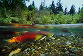 FSH 01 JM0030 01
Sockeye Salmon 
Alaska