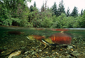 FSH 01 JM0031 01
Sockeye Salmon Spawning In A River Alaska