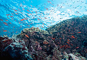 FSH 01 JM0032 01
Anthias Fish Schooling Over Coral Reef Malaysia