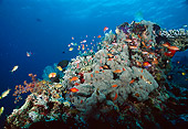 FSH 01 JM0033 01
Anthias Fish Schooling Over Coral Reef Malaysia