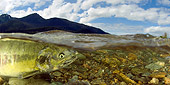 FSH 01 JM0034 01
Chum Salmon Swimming In River Alaska