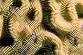 FSH 01 JM0035 01
Peppermint Goby Swimming Over Reef Belize