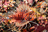 FSH 01 JM0036 01
Ragged-Finned Firefish (aka Lionfish) Swimming In Reef Malaysia
