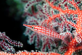 FSH 01 JM0037 01
Longnose Hawkfish Swimming In Reef Malaysia