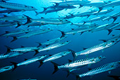 FSH 01 JM0038 01
School Of Chevron Barracuda Swimming Malaysia