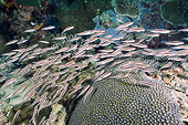 FSH 01 JM0039 01
School Of Striped Catfish Swimming Over Reef Indonesia