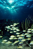 FSH 01 JM0040 01
School Of French Grunt Swimming Over Reef Bahamas