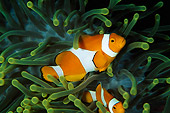 FSH 01 JM0041 01
False Clown Anemonefish Swimming Among Anemone Indonesia