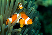 FSH 01 JM0042 01
False Clown Anemonefish Swimming Among Anemone Indonesia