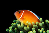 FSH 01 JM0043 01
Pink Anemonefish Swimming Among Anemone Indonesia