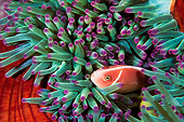 FSH 01 JM0044 01
Pink Anemonefish Swimming Among Anemone Indonesia
