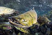 FSH 01 JM0045 01
Close-Up Of School Of Chum Salmon Swimming In River Alaska