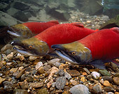 FSH 01 RD0006 01
Spawning Sockeye Salmon (Onchorhynchus nerka) Adams River British Columbia