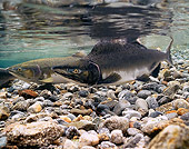 FSH 01 RD0007 01
Spawning Pink Salmon (Onchorhynchus gorbuscha) Skagit River Washington