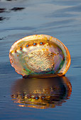FSH 02 LS0001 01
Shell Of Red Abalone On Wet Sand At Dawn