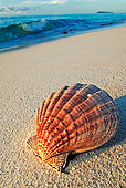FSH 02 MH0001 01
Seashell On Beach