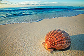 FSH 02 MH0002 01
Seashell On Beach