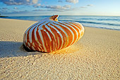 FSH 02 MH0003 01
Nautilus Shell On Beach