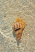 FSH 02 MH0004 01
Triton's Trumpet Seashell On Beach