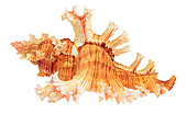 FSH 02 MH0006 01
Close Up Of Rose-branch Murex In Studio