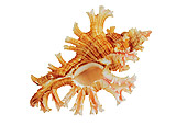 FSH 02 MH0009 01
Close Up Of Rose-branch Murex In Studio