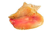 FSH 02 MH0017 01
Close Up Of Queen Conch In Studio