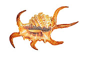 FSH 02 MH0022 01
Close Up Of Chiraga Spider Conch In Studio