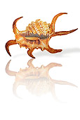 FSH 02 MH0023 01
Ciraga Spider Conch With Reflection In Studio
