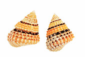 FSH 02 MH0024 01
Close Up Of Two Beaded Prickly Winkles In Studio