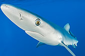 FSH 02 WF0001 01
Close-Up Of Blue Shark Swimming Underwater Atlantic Ocean