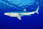 FSH 02 WF0002 01
Blue Shark Swimming Underwater Atlantic Ocean