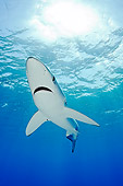 FSH 02 WF0003 01
Blue Shark Swimming Underwater Atlantic Ocean