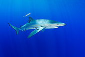 FSH 02 WF0004 01
Blue Shark And Pilot Fish Swimming Underwater Atlantic Ocean