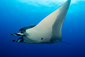 FSH 03 JM0001 01
Low View Of Manta Ray Swimming Mexico