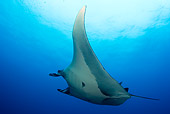 FSH 03 JM0003 01
Low View Of Manta Ray Swimming Mexico