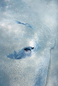 FSH 03 KH0001 01
Close-Up Of Common Stingray Hiding In Sand