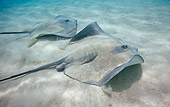 FSH 03 KH0002 01
Two Common Stingrays On Sand