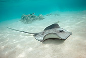 FSH 03 KH0003 01
Common Stingray Swimming On Sand