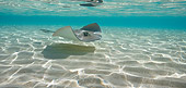 FSH 03 KH0004 01
Southern Stingray Swimming Bahamas