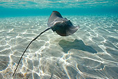 FSH 03 KH0005 01
Southern Stingray Swimming Bahamas