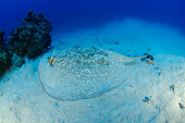 FSH 03 WF0002 01
Porcupine Ray On Sandy Sea Floor