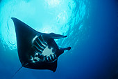 FSH 03 WF0003 01
Manta Ray Against Surface Of Water