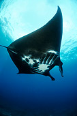 FSH 03 WF0004 01
Manta Ray Against Surface Of Water