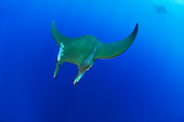 FSH 03 WF0005 01
Devil Fish Swimming With Suckerfishes Underwater