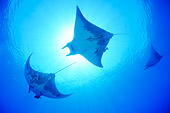 FSH 03 WF0007 01
Three Devil Fish Swimming With Suckerfishes Underwater