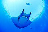 FSH 03 WF0008 01
Devil Fish Swimming Underwater Near Diver